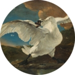01.01.001 - De bedreigde zwaan - Cirkel