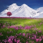 03.01.006 bloemenveld met sneeuwgebergte alphen liggend