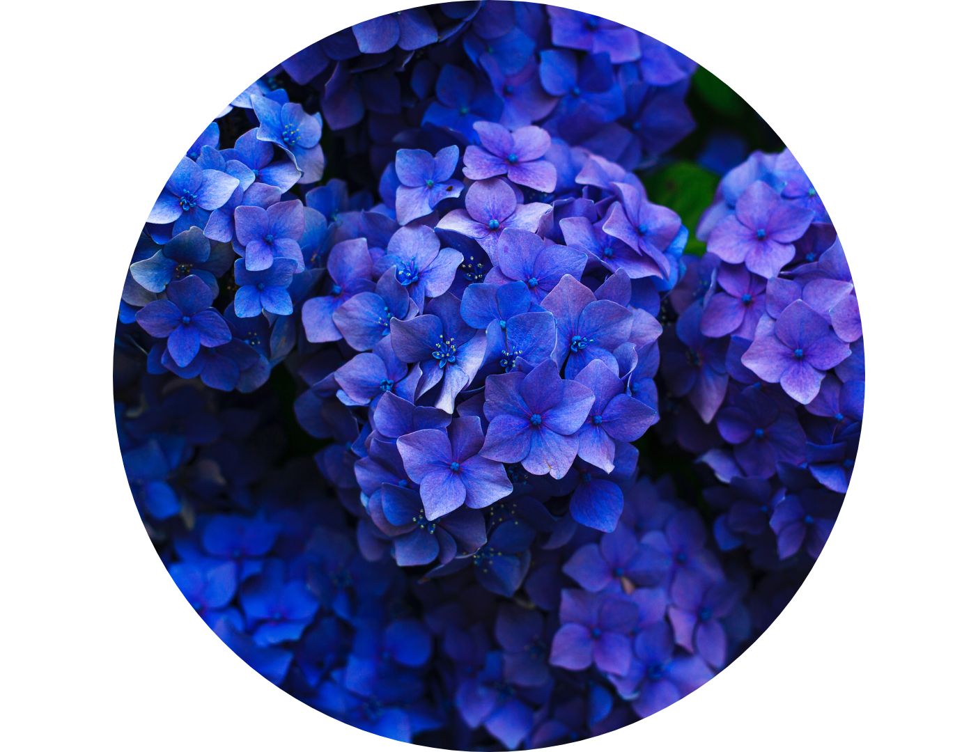 03.04.001 blauwe hortensia cirkel