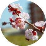 03.04.005 kersenbloesem cirkel