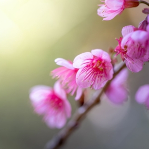 03.04.011 kersenbloesem close up liggend