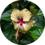 03.04.013 hawaiiaanse hibiscus cirkel