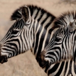 03.05.004 zebra hoofd liggend