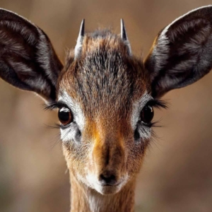 03.05.005 kop van saltdikdik dier liggend