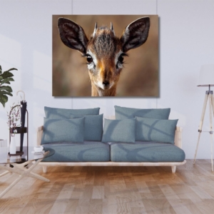 03.05.005 kop van saltdikdik dier woonkamer sfeer liggend