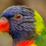 03.05.006 gekleurde papagaaien kop liggend