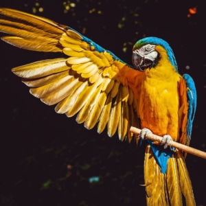 03.05.012 kleurrijke papagaai met gespreide vleugel liggend