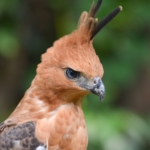 03.05.013 javaanse kuifarend staand