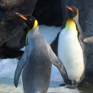 03.05.018 twee koningspinguïn staand