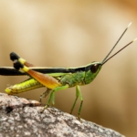 03.06.003 sprinkhaan op steen liggend