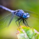 03.06.012 zeldzame blauwe drakenvlieg close up liggend