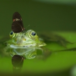 03.07.003-kikker-met-vlinder-liggend