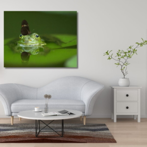 03.07.003-kikker-met-vlinder-woonkamerr-sfeer-liggend