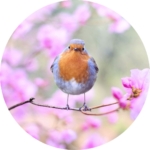 03.07.006-roodborstje-op-tak-met-roze-bloemen-cirkel