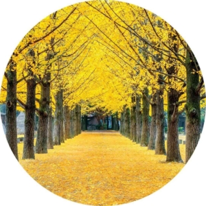 04.01.005 ginkgoboom in nami island korea cirkel