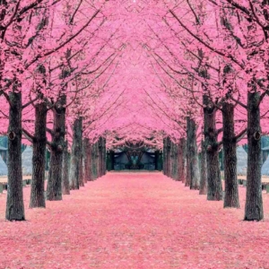 04.01.010 pink tree nami island, korea liggend